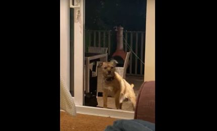 not realizing the glass door is actually wide open