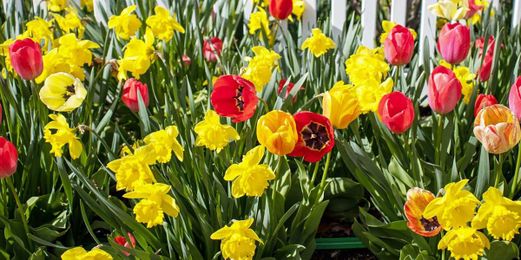 Tubers and Bulbs: How to Differentiate Between the Two Geophytes