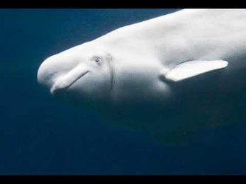 What Is an Authentic Sanctuary?