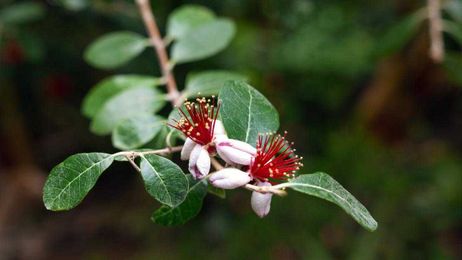 Master Gardeners: Choosing flowering trees