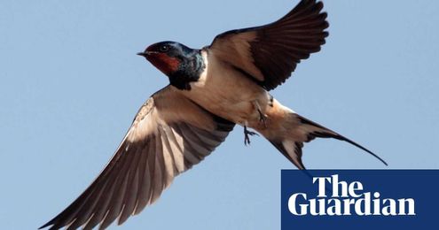 Tim Dowling: I’ve escaped the city. Now what do I do?