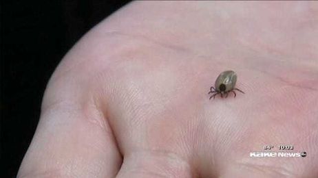 Rain and humidity create 'perfect storm' for pests to multiply