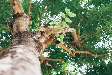 Make Sure Your Trees Are Summer Ready.