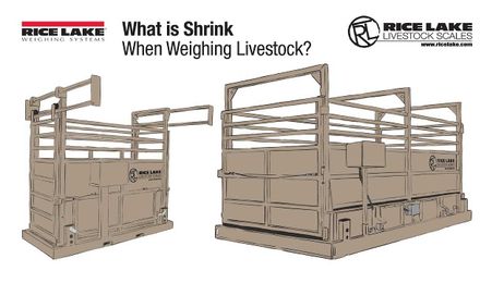 What is "Shrink" When Weighing Livestock?