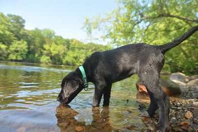 Dealing with hot dogs