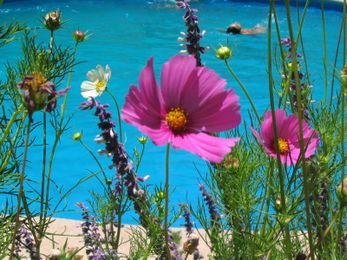 Environmentally Friendly Swimming Pool Ideas