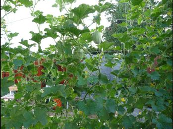 Plants that do well in vertical gardens and the gear you need to grow them