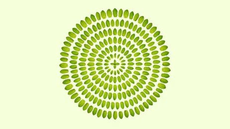 The Limits of the “Sustainable” Economy