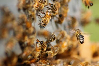 Bees can tell time by the temperature in their hive