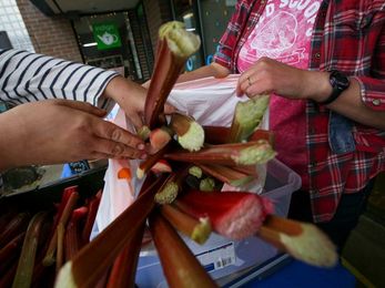 These Alaska businesses want your rhubarb. Lots and lots of your rhubarb.