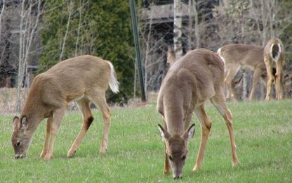 Ask a Master Gardener: Flowers the deer might leave alone