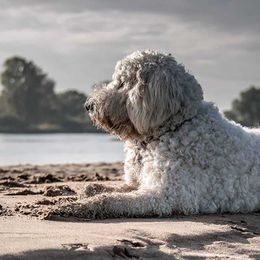 10 Tips to Keep Your Pet Safe in Summer