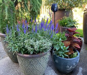 How to help your plants through Oregon’s heat wave 