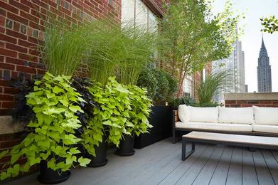 10 All-Foliage Container Ideas for Your Summer Garden