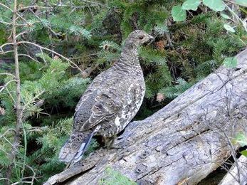Scout Clean Energy to study effects of wind farms on grouse population