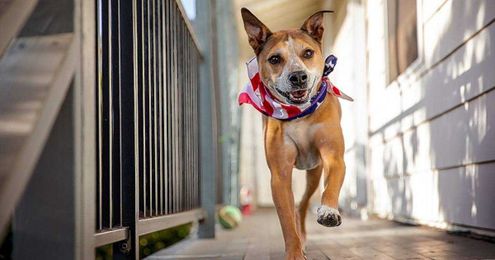 Have a pet that's afraid of fireworks? Here's some advice from veterinarians