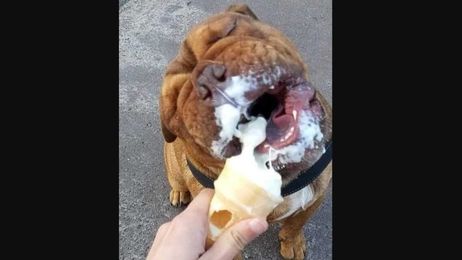 Pictures of dog enjoying ice cream will make you crave for some dessert too