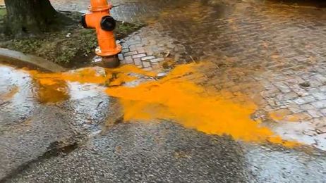 Seeing orange 'dust' or 'goop' in your neighborhood? It's probably a fungus