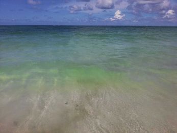 New Tools to Map Genetic Data Improve Marine Protection