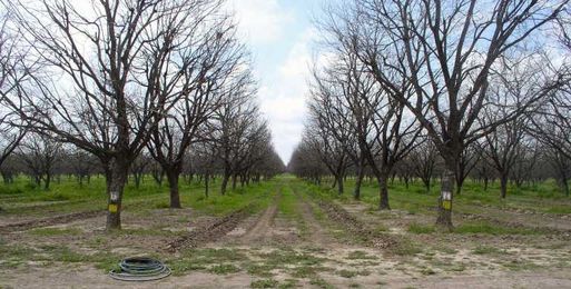 Getting neglected pecan orchards back into production