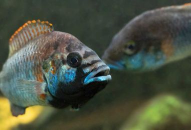 Scientists Uncover Secrets of Fish Fin Spine Development