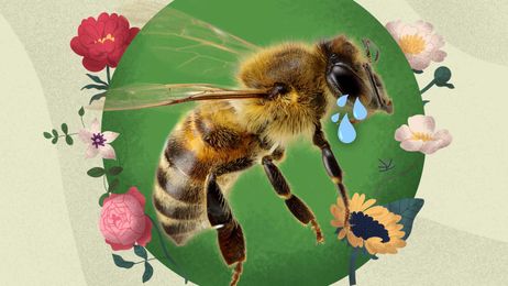 Is Honey Vegan? The Not-So-Sweet Truth Behind 'Abused' Bees