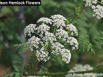 Poison hemlock: The plant that keeps popping up 