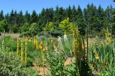 The 16 nurseries Oregon gardeners simply must visit