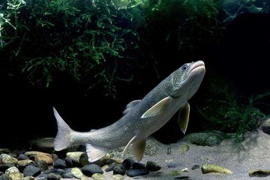 Fish brains grow when they have to think more and shrink if they don't