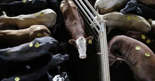 Op-Ed: The trouble with being 'beefatarians'