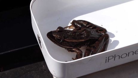 Go in the field with Dr. Allison