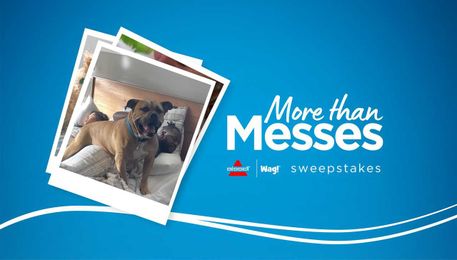 Pet parents can win cash, Bissell pet products in ‘More than Messes’ sweepstakes