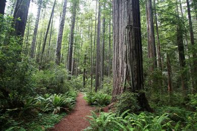 Why Oregon’s redwoods deserve your respect, and a visit