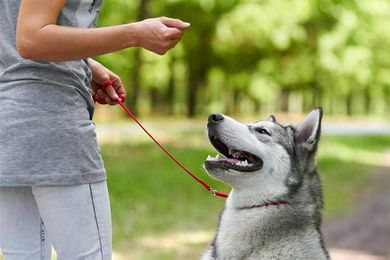 Positive Reinforcement Dog Training: The Science Behind Operant Conditioning