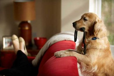 How to Prep Your House for a Pet Sitter