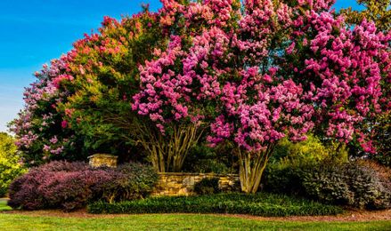 Swayed into sharing a lifelong secret that only the crepe myrtle trees know