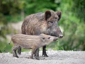 Global wild boar population ‘has greater impact than 1 million cars’
