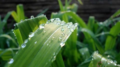 Weather Explained: Understanding the dew point