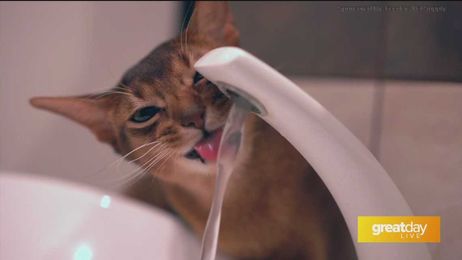 Keep your pets hydrated with Feeders Supply