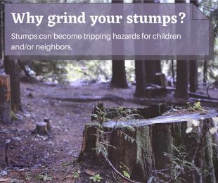 4 Headaches You Can Avoid by Grinding Your Stumps