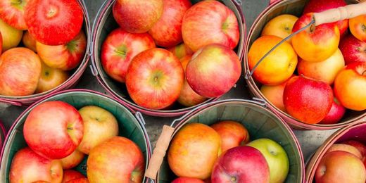 Orchard Owners Reveal the Genius Apple Picking Tips You Need for Fall