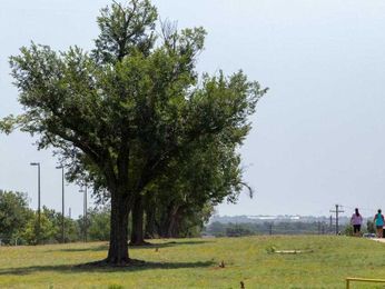 The wrong tree in the wrong place can be disaster