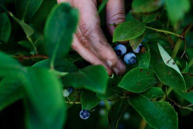 Keeping soil pH in the right range is essential for plants