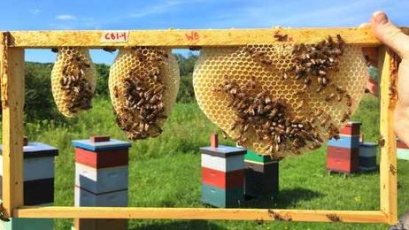 Engineers may learn from bees for optimal honeycomb designs