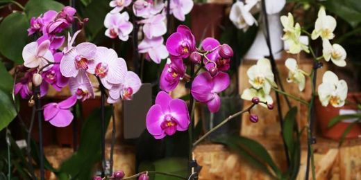 What to Do If You Over-Water Orchids