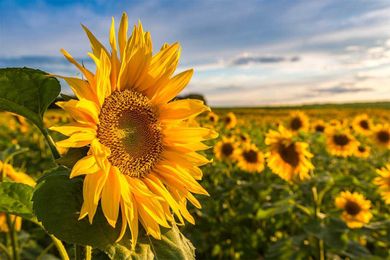 These 6 NoVA Farms Have Stunning Pick-Your-Own Sunflower Fields