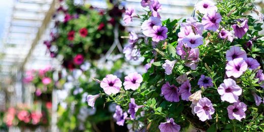 5 Reasons Southerners Love Wave Petunias