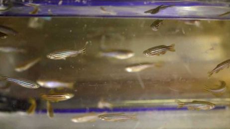 YOUR HEALTH: Something fishy to help improve eyesight