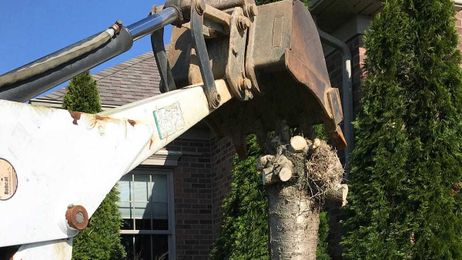 Let's Grow: Succeeding with weeping cherry trees