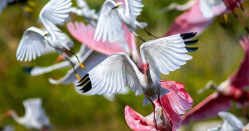 Ask Kenn: Egret, Ibis, Flamingo, Heron, Stork—What's the Difference?